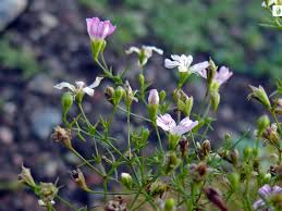 Attēlu rezultāti vaicājumam “Gypsophila muralis”