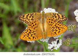 Attēlu rezultāti vaicājumam “Argynnis paphia”