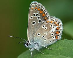 Attēlu rezultāti vaicājumam “Aricia artaxerxes”