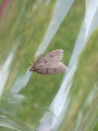 Attēlu rezultāti vaicājumam “Luquetia lobella”