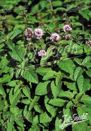 Attēlu rezultāti vaicājumam “Mentha aquatica leaf”