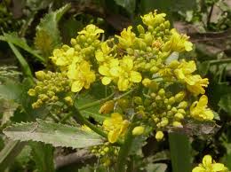 Attēlu rezultāti vaicājumam “Rorippa amphibia leaf”