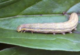 Attēlu rezultāti vaicājumam “Lacanobia oleracea”