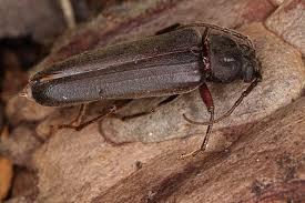 Attēlu rezultāti vaicājumam “Criocephalus rusticus”