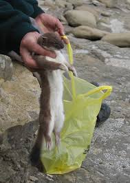 Attēlu rezultāti vaicājumam “Mustela erminea adult”