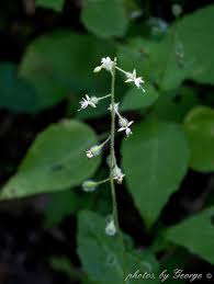 Attēlu rezultāti vaicājumam “Circaea lutetiana”