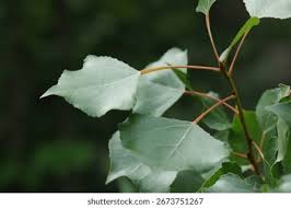 Attēlu rezultāti vaicājumam “Populus nigra Italica leaf”