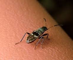 Image result for Rhyparochromus