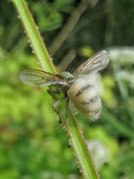 Attēlu rezultāti vaicājumam “Entomophthora”