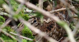 Attēlu rezultāti vaicājumam “Scolopax rusticola nest”