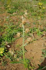 Attēlu rezultāti vaicājumam “Gnaphalium sylvaticum bud”