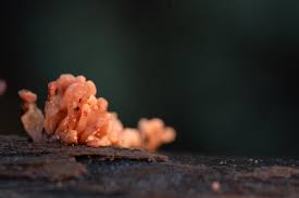 Attēlu rezultāti vaicājumam “Bryum funkii macro”