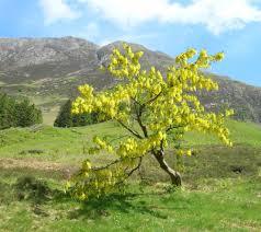 Attēlu rezultāti vaicājumam “Laburnum alpinum flower”