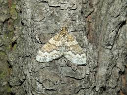 Attēlu rezultāti vaicājumam “Electrophaes corylata”