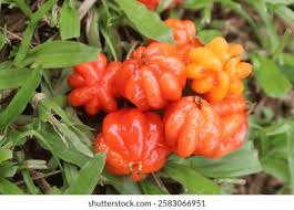 Attēlu rezultāti vaicājumam “Moneses uniflora fruit”