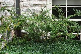 Attēlu rezultāti vaicājumam “Cotoneaster divaricatus fruit”