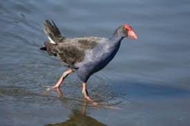 Attēlu rezultāti vaicājumam “Gruiformes”