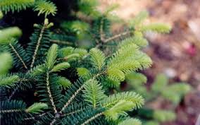 Attēlu rezultāti vaicājumam “Abies”