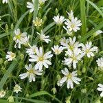 Attēlu rezultāti vaicājumam “Stellaria palustris”
