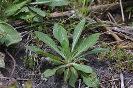 Attēlu rezultāti vaicājumam “Oenothera biennis leaf”