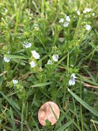 Attēlu rezultāti vaicājumam “Veronica serpyllifolia flower”