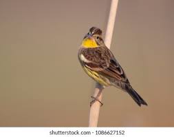 Image result for Emberiza aureola