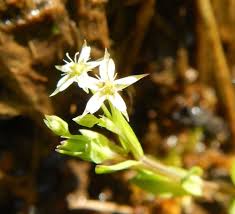 Attēlu rezultāti vaicājumam “Stellaria alsine”