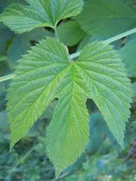 Attēlu rezultāti vaicājumam “Humulus lupulus leaf”