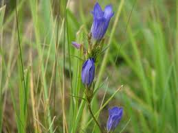 Attēlu rezultāti vaicājumam “Gentiana pneumonanthe flower”