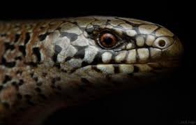 Attēlu rezultāti vaicājumam “Lycogala persicum sessile”