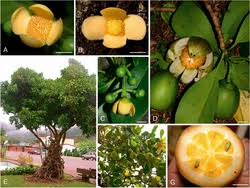 Attēlu rezultāti vaicājumam “Clusiaceae”