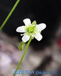 Attēlu rezultāti vaicājumam “Drosera anglica flower”