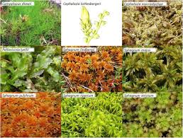 Attēlu rezultāti vaicājumam “Cephalozia loitlesbergeri”