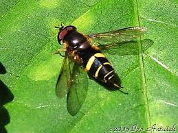 Attēlu rezultāti vaicājumam “Dasysyrphus tricinctus”