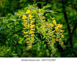 Attēlu rezultāti vaicājumam “Laburnum alpinum leaf”