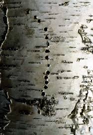 Attēlu rezultāti vaicājumam “Scolytus ratzeburgi”