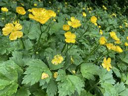 Attēlu rezultāti vaicājumam “Ranunculus repens flower”