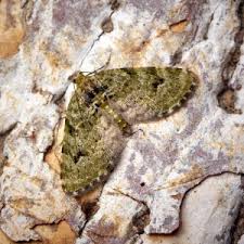 Attēlu rezultāti vaicājumam “Chloroclystis v-ata”