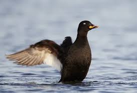 Attēlu rezultāti vaicājumam “Melanitta fusca male”