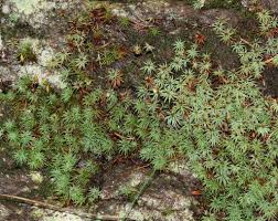 Attēlu rezultāti vaicājumam “Pogonatum dentatum”