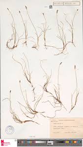 Attēlu rezultāti vaicājumam “Carex dioica”