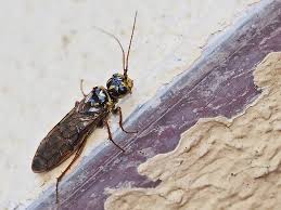 Attēlu rezultāti vaicājumam “Acantholyda posticalis”