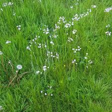 Attēlu rezultāti vaicājumam “Cardamine pratensis flower”