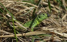 Attēlu rezultāti vaicājumam “Lacerta agilis male”