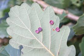 Attēlu rezultāti vaicājumam “Neuroterus albipes”