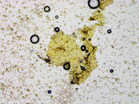 Attēlu rezultāti vaicājumam “Reticularia jurana”