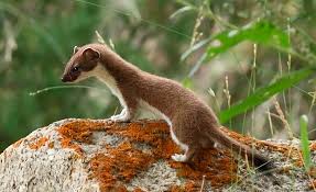 Attēlu rezultāti vaicājumam “Mustela nivalis adult”