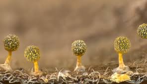 Attēlu rezultāti vaicājumam “Physarum globuliferum macro”