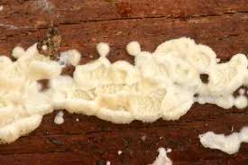 Attēlu rezultāti vaicājumam “Ceriporia excelsa”