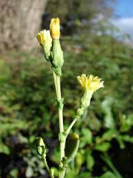 Attēlu rezultāti vaicājumam “Lactuca sativa flower”